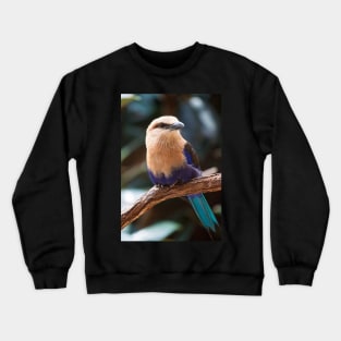 Blue-Bellied Roller Crewneck Sweatshirt